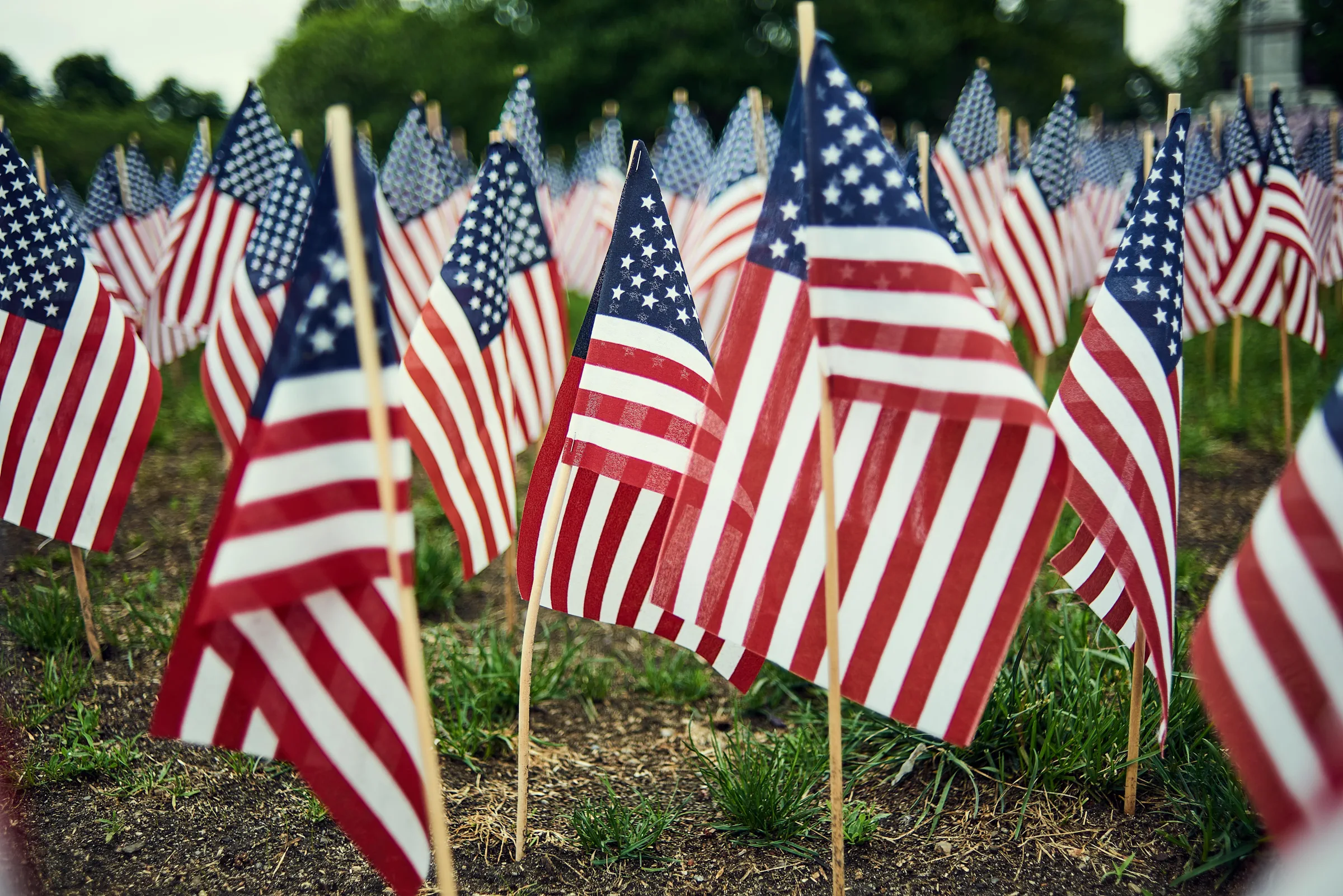many small American flags planted in the ground in a cluster