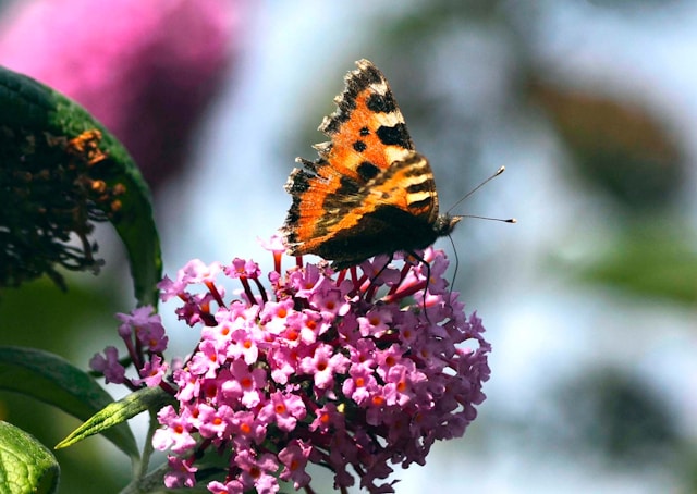 cemeteries Daly City, CA