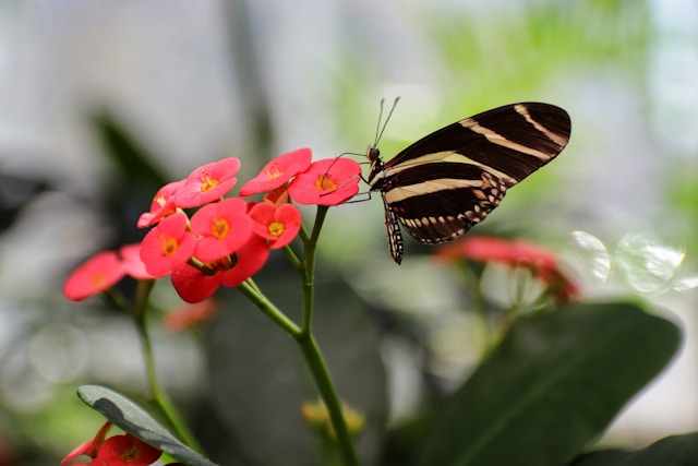 Butterfly on a blooming flower near a cemetery monument symbolizing life after loss.