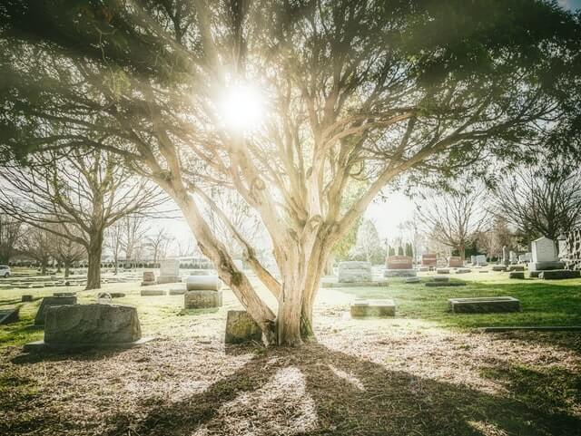 Sunlight shining through a tree in a peaceful cemetery in San Mateo, CA, funeral homes use serene settings like this for burial services and quiet remembrance of loved ones.